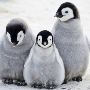 Meet your Posher, Paulino